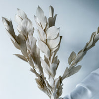 ISRAEILI RUSCUS | BEIGE
