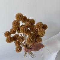 PRESERVED SCABIOSA | NATURAL