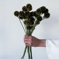 PRESERVED SCABIOSA | OLIVE GREEN