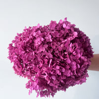 PRESERVED HYDRANGEA STEM I FUCHSIA I SMALL-LEAF