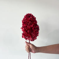 PRESERVED HYDRANGEA PANICULATA STEM |DEEP RED
