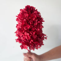 PRESERVED HYDRANGEA PANICULATA STEM |DEEP RED