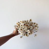 DRIED DAISIES