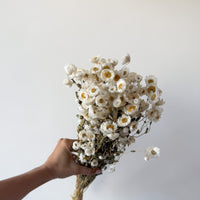 DRIED DAISIES