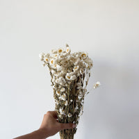 DRIED DAISIES