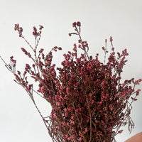 DRIED SCHOLTZIA | BURNT RED