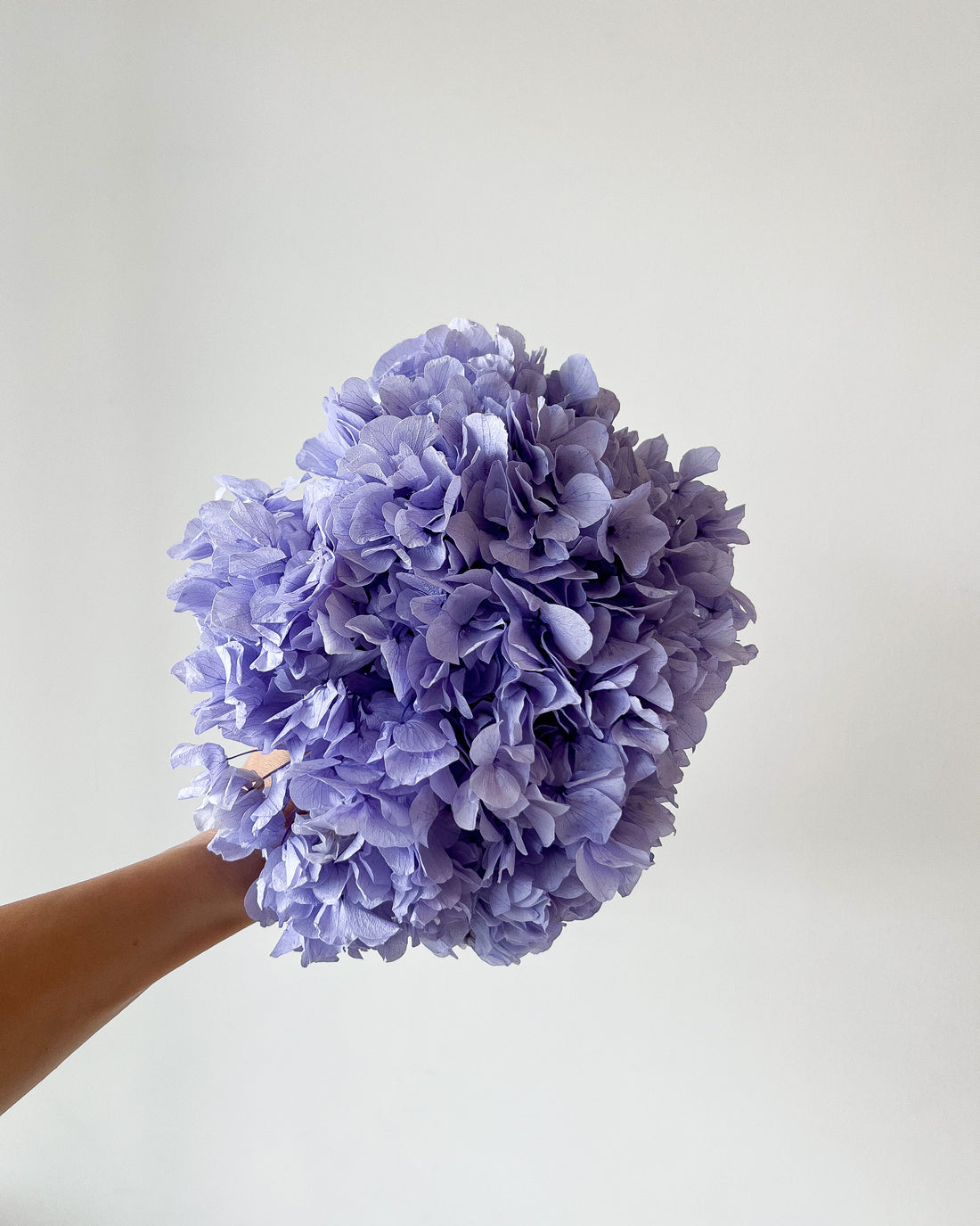 PRESERVED HYDRANGEA STEM I LAVENDER I LARGE-LEAF I
