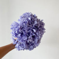 PRESERVED HYDRANGEA STEM I LAVENDER I LARGE-LEAF I