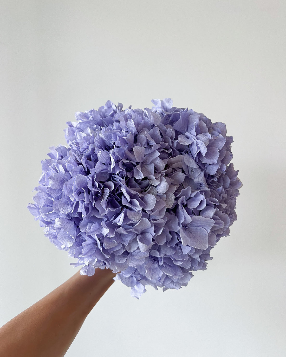 PRESERVED HYDRANGEA STEM I LAVENDER I LARGE-LEAF I