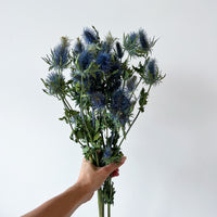 DRIED SEAHOLLY