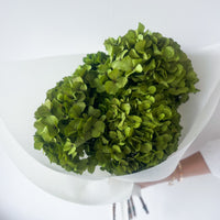 - OLIVE GREEN PRESERVED HYDRANGEA BOUQUET - LARGE-LEAF