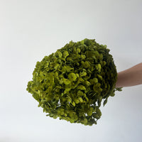 PRESERVED HYDRANGEA STEM | LIME GREEN | SMALL-LEAF