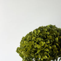 PRESERVED HYDRANGEA STEM | LIME GREEN | SMALL-LEAF