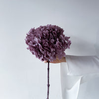 PRESERVED HYDRANGEA STEM I TARO PURPLE I LARGE-LEAF