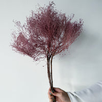 PRESERVED DREAM GRASS | LIGHT MARONE