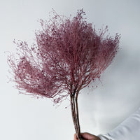 PRESERVED DREAM GRASS | LIGHT MARONE