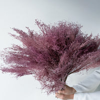 PRESERVED DREAM GRASS | LIGHT MARONE