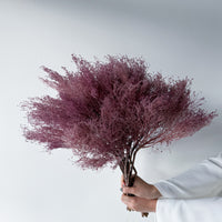 PRESERVED DREAM GRASS | LIGHT MARONE