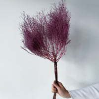 PRESERVED DREAM GRASS | DEEP MARONE