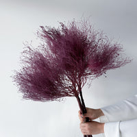 PRESERVED DREAM GRASS | DEEP MARONE