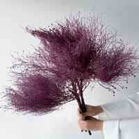 PRESERVED DREAM GRASS | DEEP MARONE