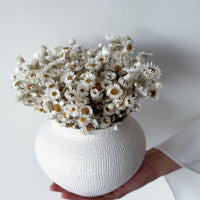 DAISY DREAM DRIED FLOWER ARRANGEMENT IN WHITE VASE