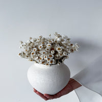 DAISY DREAM DRIED FLOWER ARRANGEMENT IN WHITE VASE