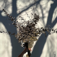 PRESERVED GUM | AUTUMN
