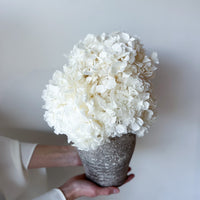 PRE ORDER DECEMBER - LUNA PRESERVED WHITE HYDRANGEA ARRANGEMENT IN HERAMA POT