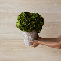 LUNA PRESERVED HYDRANGEA ARRANGEMENT IN HERAMA POT | DEEP LIME GREEN