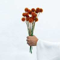 PRESERVED SCABIOSA | BURNT ORANGE