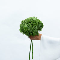PRESERVED HYDRANGEA STEM I ARMY GREEN I LARGE-LEAF