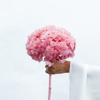 PRESERVED HYDRANGEA STEM I ROSE-PINK I LARGE-LEAF