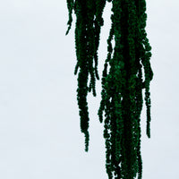 PRESERVED AMARANTHUS | EMERALD GREEN