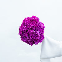 PRESERVED HYDRANGEA STEM I FUCHSIA I LARGE-LEAF