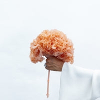 PRESERVED HYDRANGEA STEM I BLUSH I LARGE-LEAF