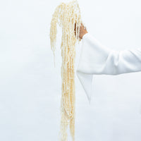 PRESERVED AMARANTHUS | IVORY WHITE