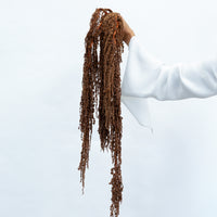 PRESERVED AMARANTHUS | BRONZE