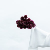 PRESERVED SCABIOSA | DEEP PURPLE