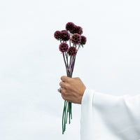 PRESERVED SCABIOSA | DEEP ROSE PINK