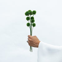 Forest green preserved scabiosa by The Palmier, bunch of stems