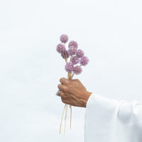 PRESERVED SCABIOSA | LILAC
