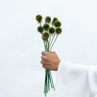 PRESERVED SCABIOSA | OLIVE GREEN
