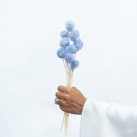 PRESERVED SCABIOSA | SKY BLUE