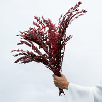 PRESERVED SMALL-LEAF GUM | MARONE