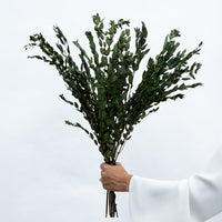PRESERVED SMALL-LEAF GUM | OLIVE GREEN