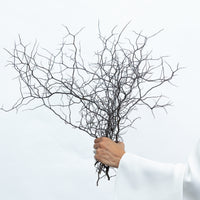 DRIED COROKIA