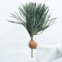 DRIED PALMS | NATURAL