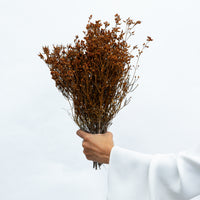 DRIED SCHOLTZIA | BURNT ORANGE