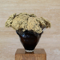 MARIA preserved morrison en masse in black Lashay vessel on a timber plinth